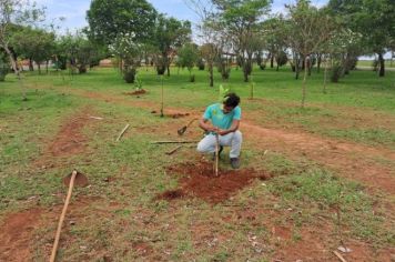 Replantio de árvores nativas em áreas verde da cidade.