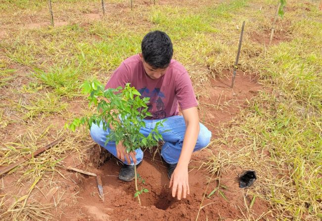 Manejo em Área de Termo de Compromisso de Recuperação Ambiental.