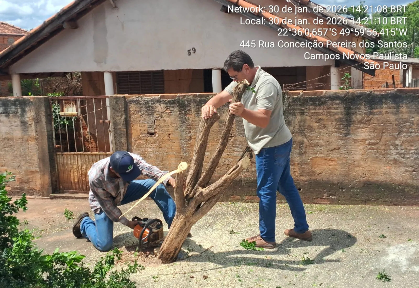 Meio Ambiente Intensifica Erradicação da Árvore Murta em Campos Novos Paulista