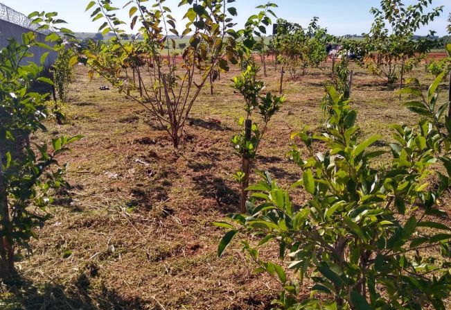 POMAR URBANO – MANUTENÇÃO